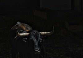 Los toros de algunas de las ganaderías que participaran en los encierros y en la Feria del Toro de estos Sanfermines 2025
