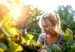 Resveratrol, el compuesto natural que adoran los expertos en longevidad