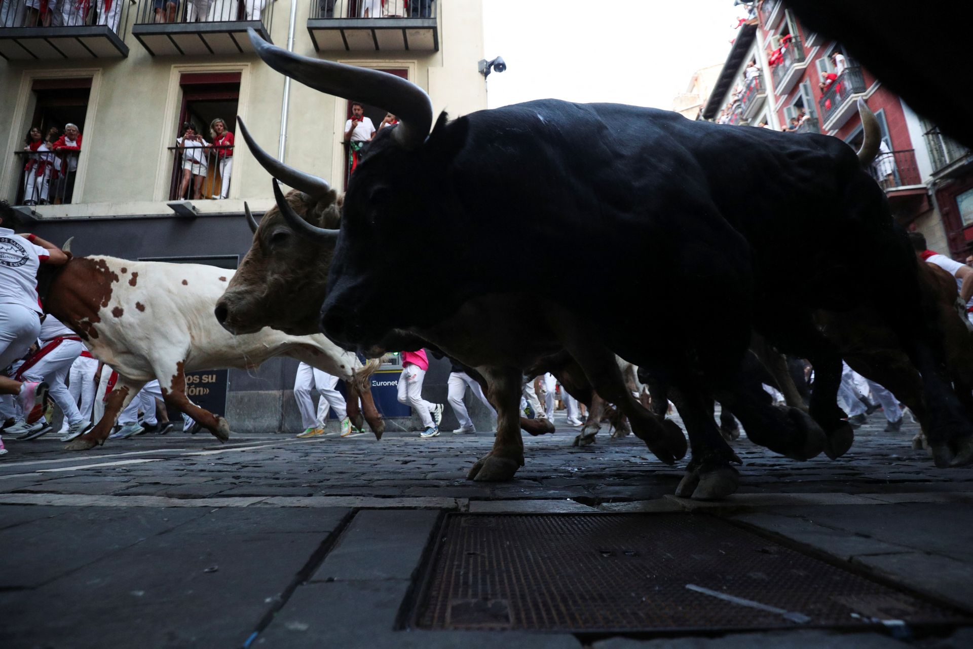 Preciosa imagen de los toros de la ganaería Jandilla en la curva de Mercaderes.