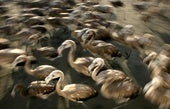 Flamencos fotografiados en Fuende de Piedra, Málaga.