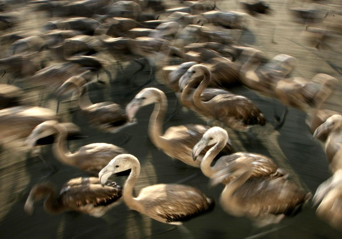 Flamencos fotografiados en Fuende de Piedra, Málaga.