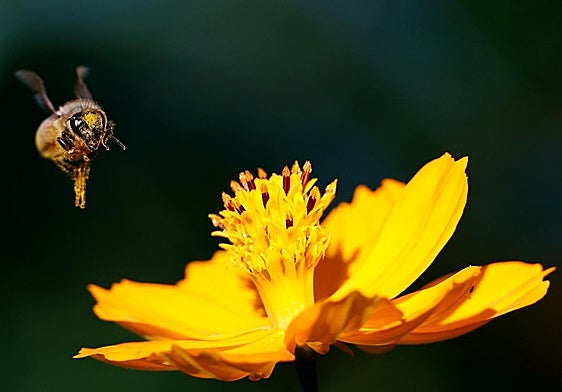 La acetamiprida causa estrago entre insectos polinizantes como las abejas.