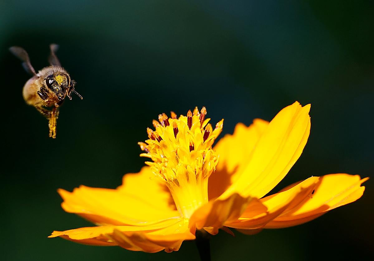 La acetamiprida causa estrago entre insectos polinizantes como las abejas.
