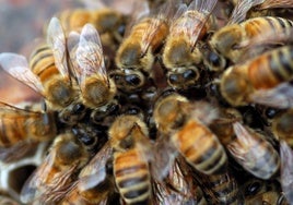 Muere un hombre de 63 años tras sufrir un ataque de abejas en Teruel