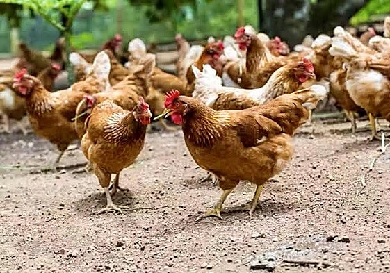 Imagen de gallinas.