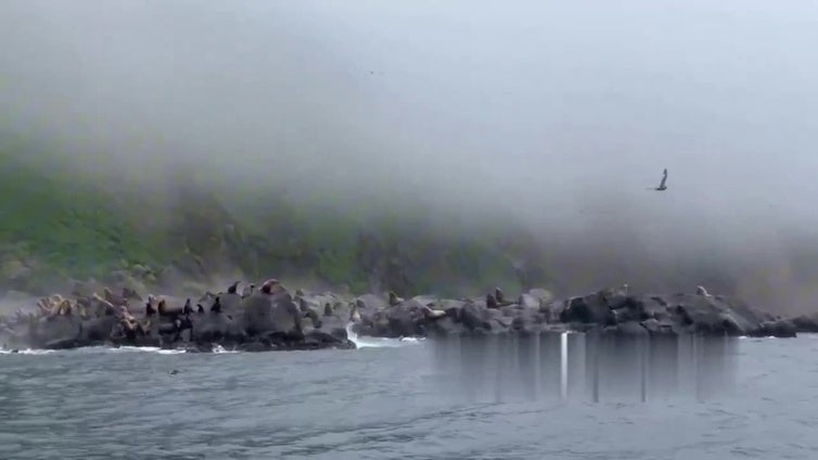 Un grupo de leones marinos escapa de las olas del tsunami en la isla rusa de Antsiferov