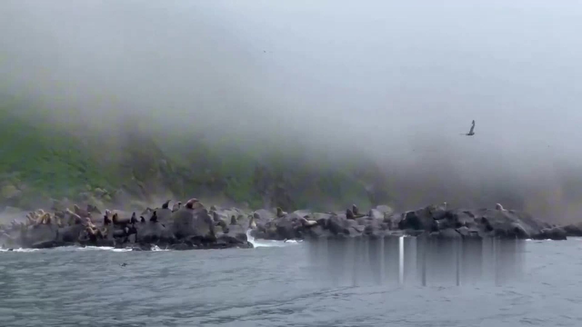Un grupo de leones marinos escapa de las olas del tsunami en la isla rusa de Antsiferov