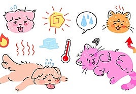 El calor también afecta a tu mascota: ¿sabes cómo protegerla?