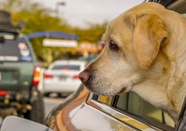 Siete de cada diez conductores españoles opina que las áreas de servicio en las carreteras del país carecen de las infraestructuras necesarias para viajar con mascotas