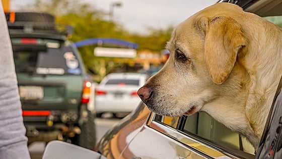 Carreteras peligrosas para mascotas: la Sociedad Canina exige áreas de descanso seguras