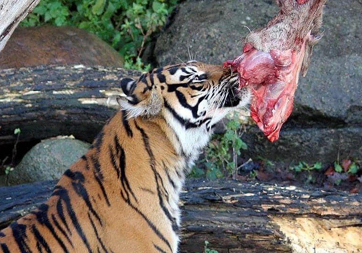 Un tigre de bengala come un trozo de carne en el zoo danés.