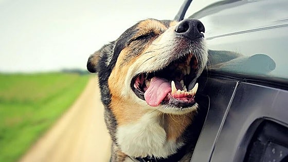 Viajar con animales: cómo llevar a tu mascota durante horas por carretera