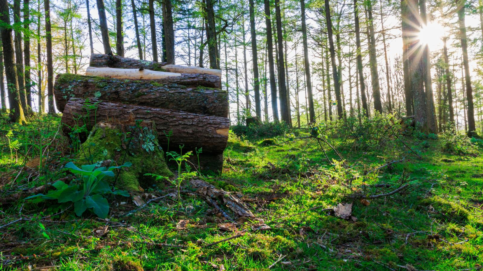 Campeonato de idiotas