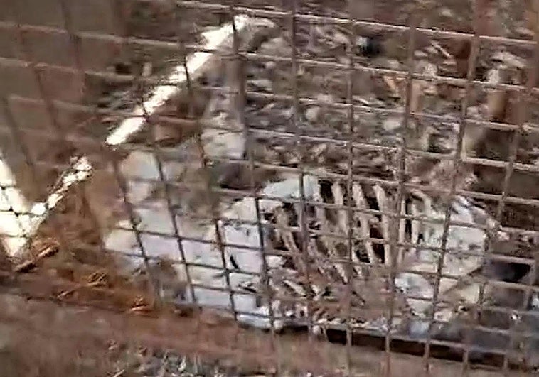 Restos de perros muertos.