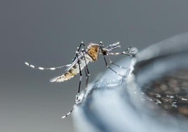 Los mosquitos Aedes aegypti y albopictus son los que transmiten el chikungunya.