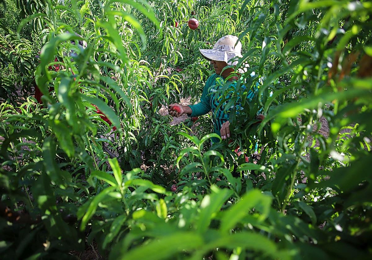 Un inmigrante musulmán haciendo labores de recolección en el campo.
