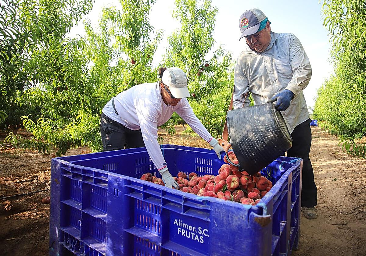 La agricultora Ana López revisa la fruta mientras un temporero descarga un capazo, el viernes en Jumilla.