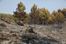 El autor del incendio de Ávila en el que murió un bombero lo habría provocado por interés laboral al trabajar en extinción