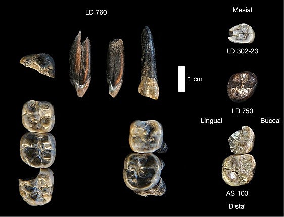 Descubren en Etiopía los restos de una nueva especie de homínido no identificada hasta ahora