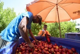 Trabajadores en la recogida de fruta en Alcarràs, Lleida.