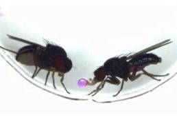 Un experimento con moscas abre la puerta a cambiar el comportamiento editando los genes