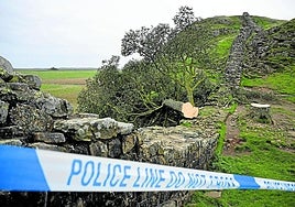 El arce era toda una referencia cultural dentro de Gran Bretaña.