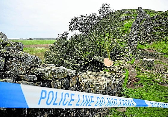 El arce era toda una referencia cultural dentro de Gran Bretaña.