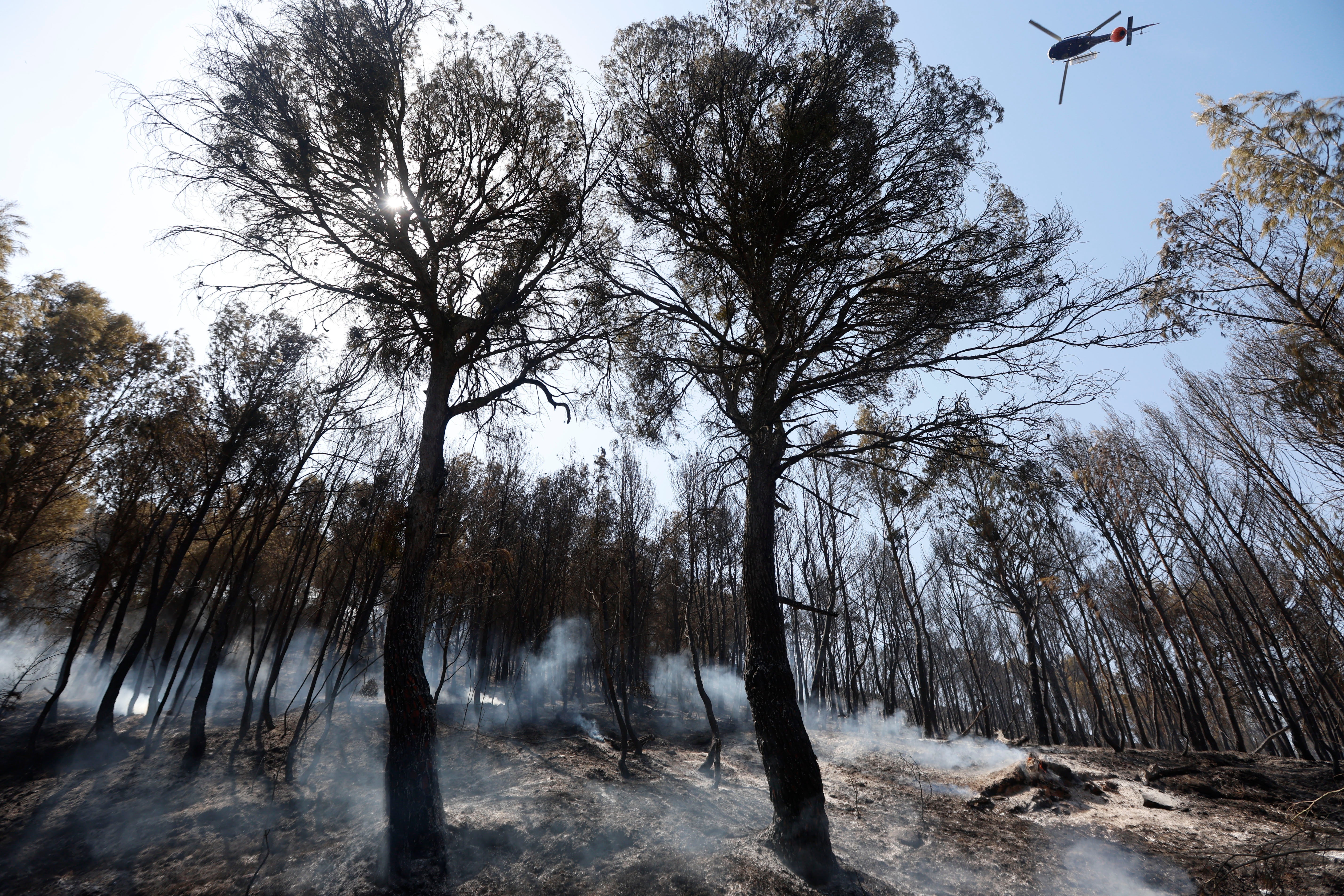 Bosque quemado por el incendio de Carcastillo (Navarra).