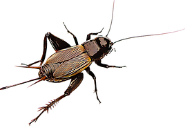 El canto de los grillos te chiva la temperatura que hace