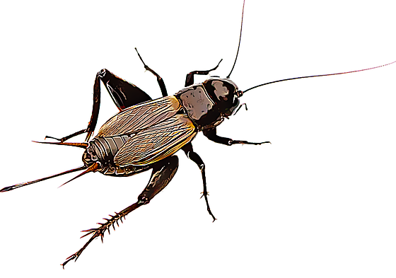 El canto de los grillos te chiva la temperatura que hace