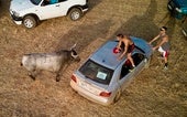 Denuncian que un toro fue embestido con coches y perros durante un encierro en Guadalajara