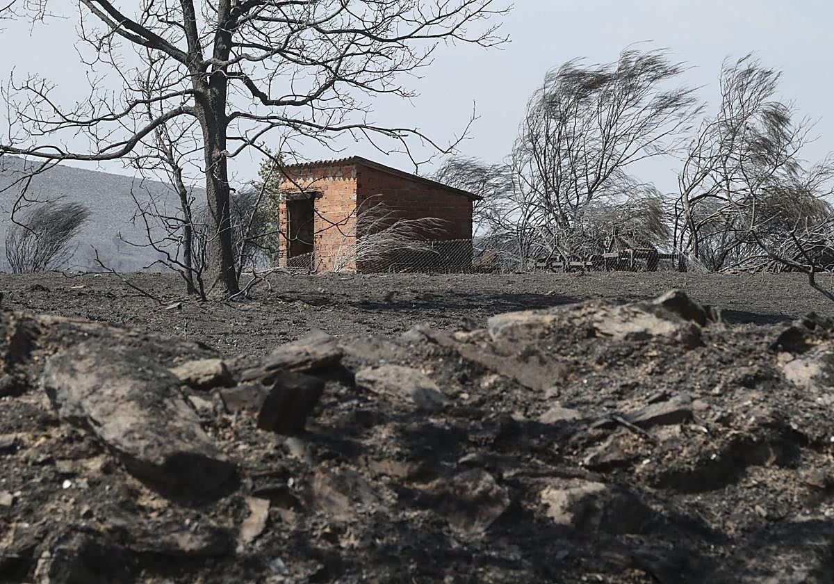 Zona arrasada por el incendio forestal de Abejera (Zamora).
