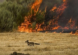 Un zorro escapa del fuego en incendio de A Gudiña (Ourense).