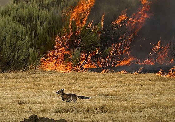 Un zorro escapa del fuego en incendio de A Gudiña (Ourense).