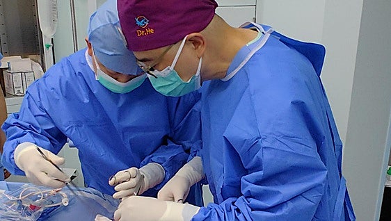 Realizan el primer trasplante de un pulmón de cerdo a un paciente humano