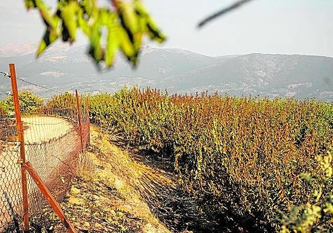 Cerezos abrasados por el incendio de Jarilla en los pinares de Navaconcejo.