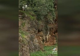 El lobo merodea mientras los visitantes están en el recinto.