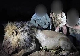 Blondie, el león más querido del mundo es ahora el trofeo de un cazador