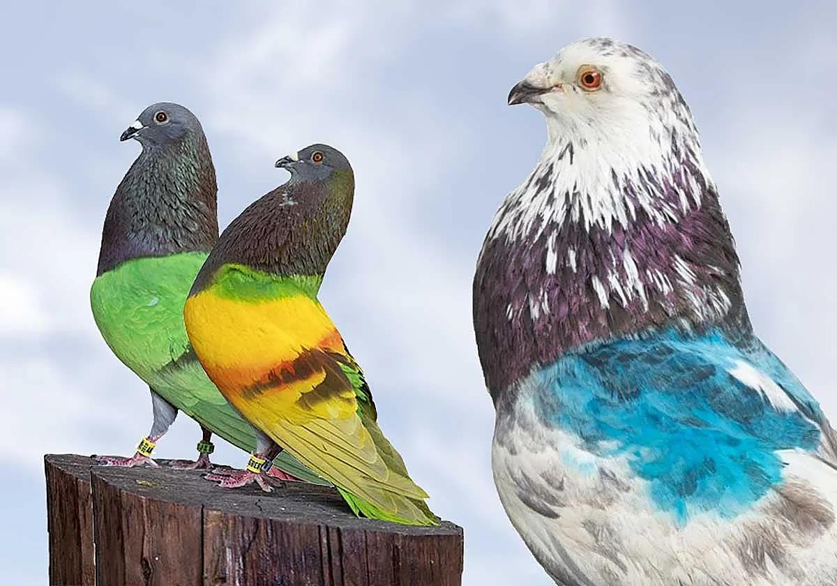 De izquierda a derecha, 'Gran Capitán', 'Joker' y 'Sordo', los tres palomos sustraídos