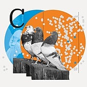 Tras los 170.000 euros de los palomos robados: cuánto vale un 'atleta de élite' en la colombicultura