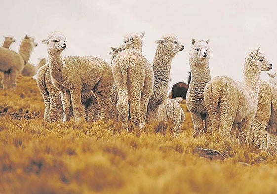Perú suma más de cinco millones de alpacas.