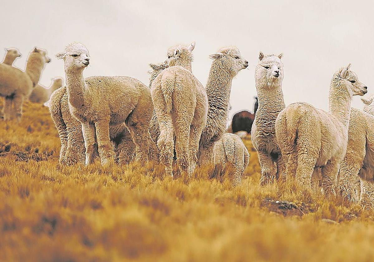 Perú suma más de cinco millones de alpacas.