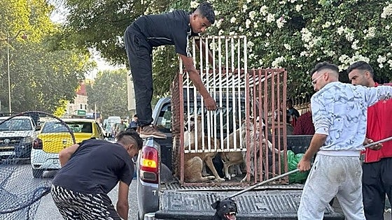 A tiros y con veneno contra los perros callejeros en Marruecos