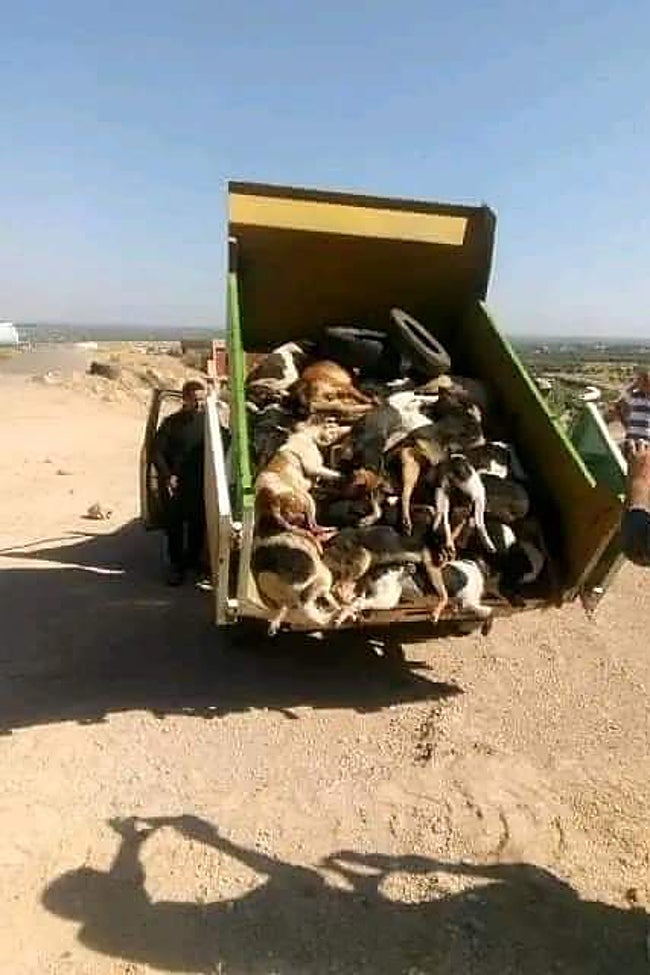 Cadáveres de perros arrojados a un vertedero.