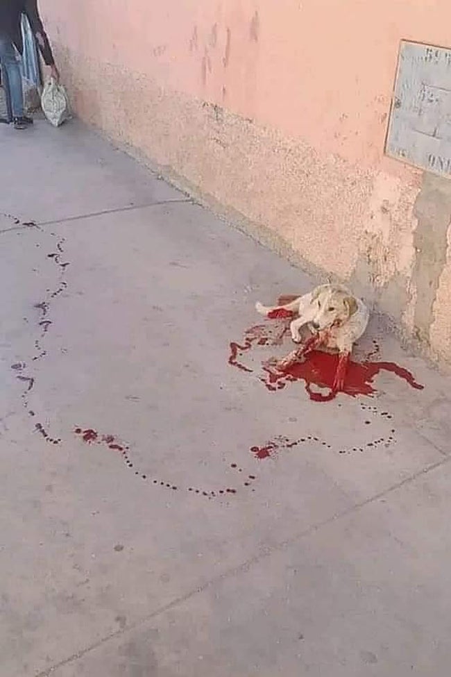 Un perro callejero agoniza en un charco de sangre tras recibir un disparo.