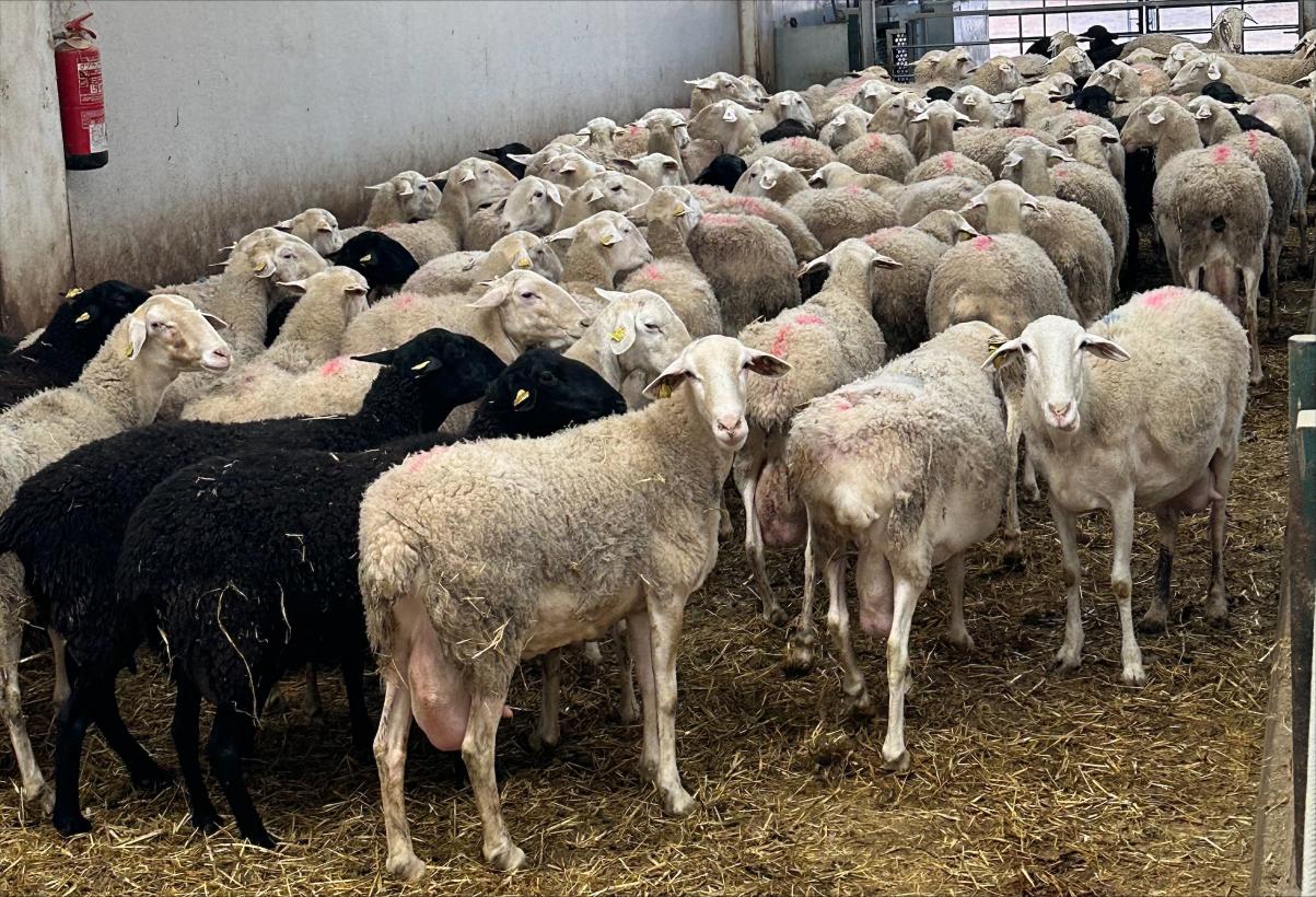 Se busca a la oveja más guapa de Castilla-La Mancha