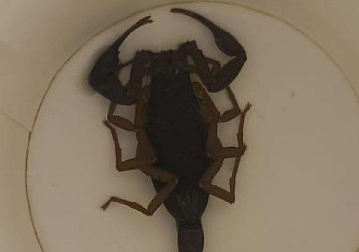 El escorpión que picó a la mujer trasladad al hospital.