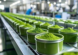 Envasado del polvo que procede de la molienda del tencha.