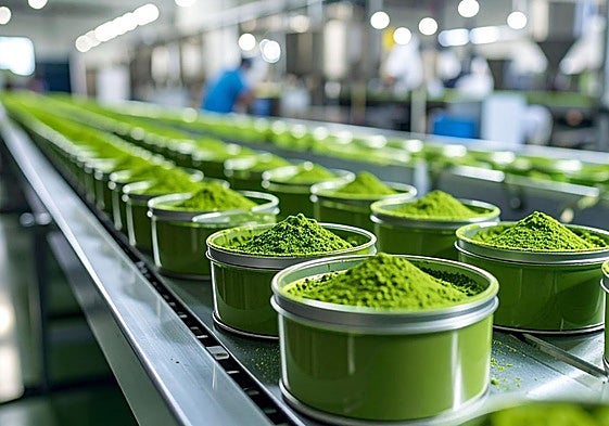 Envasado del polvo que procede de la molienda del tencha.