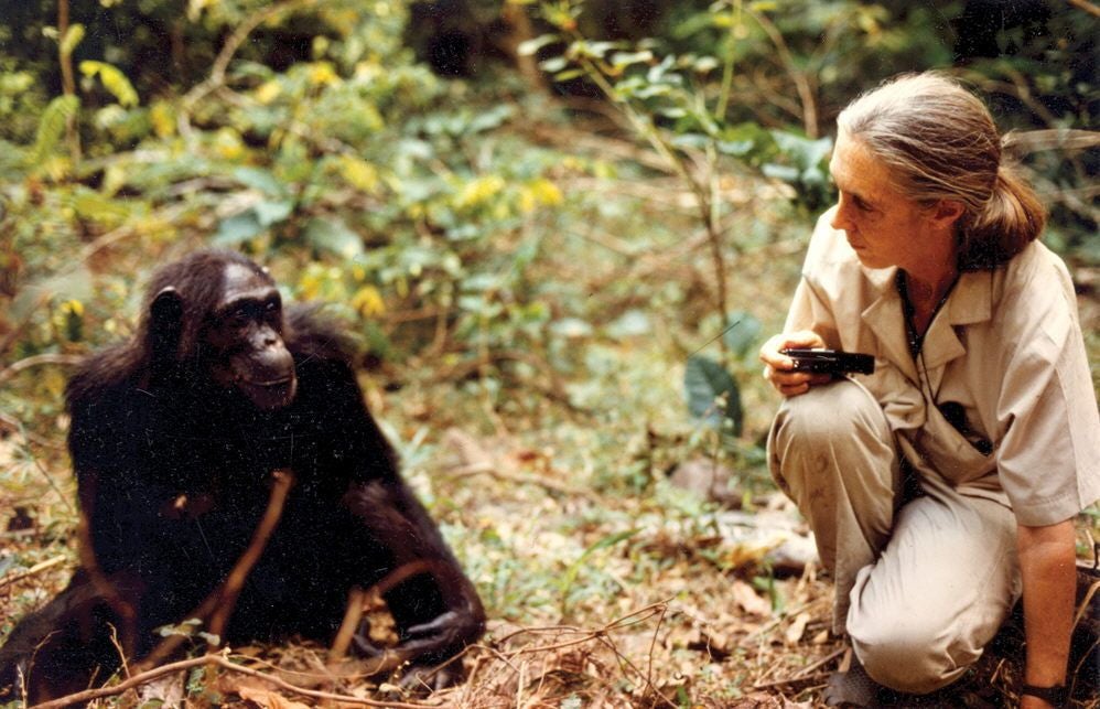 La primatóloga y un chimpancé se observan mutuamente.